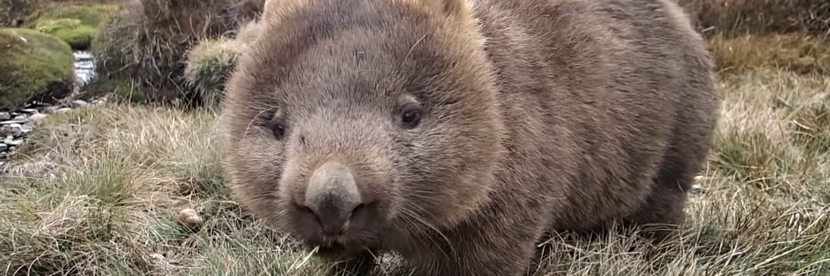 Die Wombats (Vombatidae, Plumpbeutler) sind eine Familie in Australien lebender Beutelsäuger (Metatheria), die als höhlengrabende Pflanzenfresser leben, mit zwei Gattungen und drei Arten.