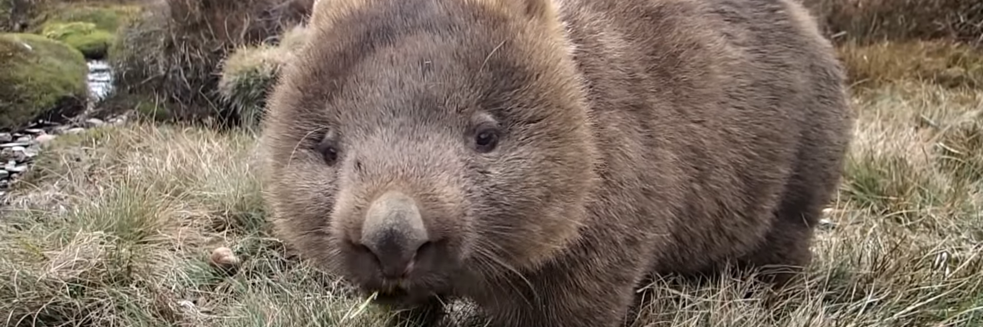 Wombat kauend Die Wombats (Vombatidae, Plumpbeutler) sind eine Familie in Australien lebender Beutelsäuger (Metatheria), die als höhlengrabende Pflanzenfresser leben, mit zwei Gattungen und drei Arten.