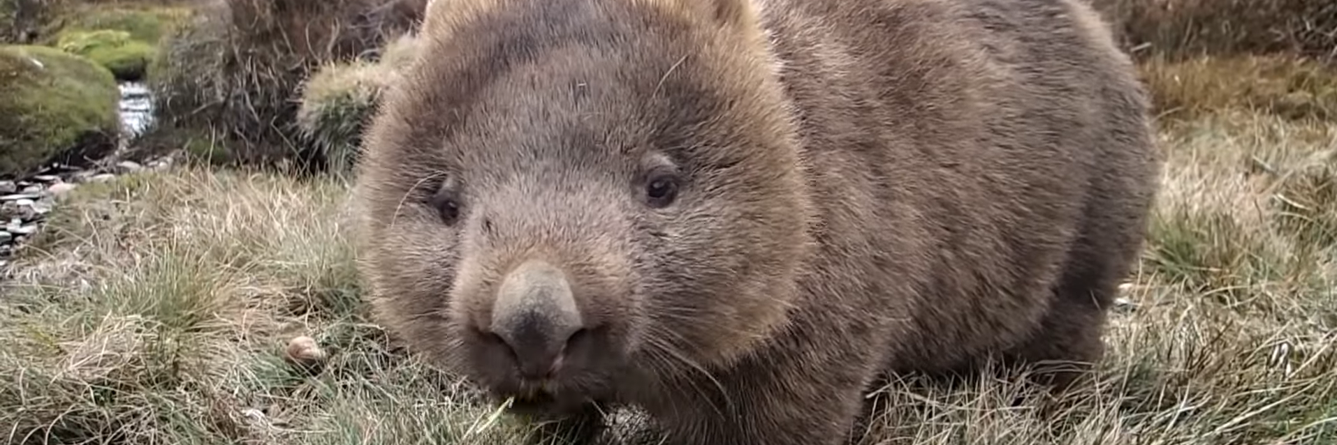 Die Wombats (Vombatidae, Plumpbeutler) sind eine Familie in Australien lebender Beutels&auml;uger (Metatheria), die als h&ouml;hlengrabende Pflanzenfresser leben, mit zwei Gattungen und drei Arten.