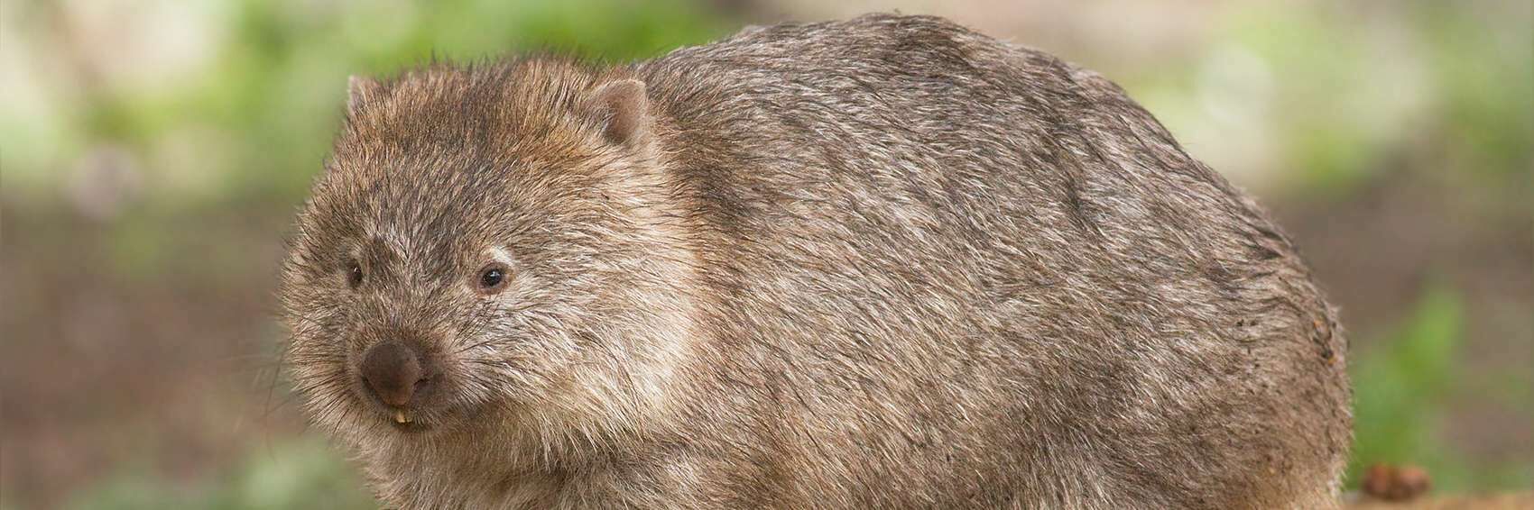 Wombat sind vom ausstreben bedrohte Tiere und das Wappentier des Wombat-Frameworks