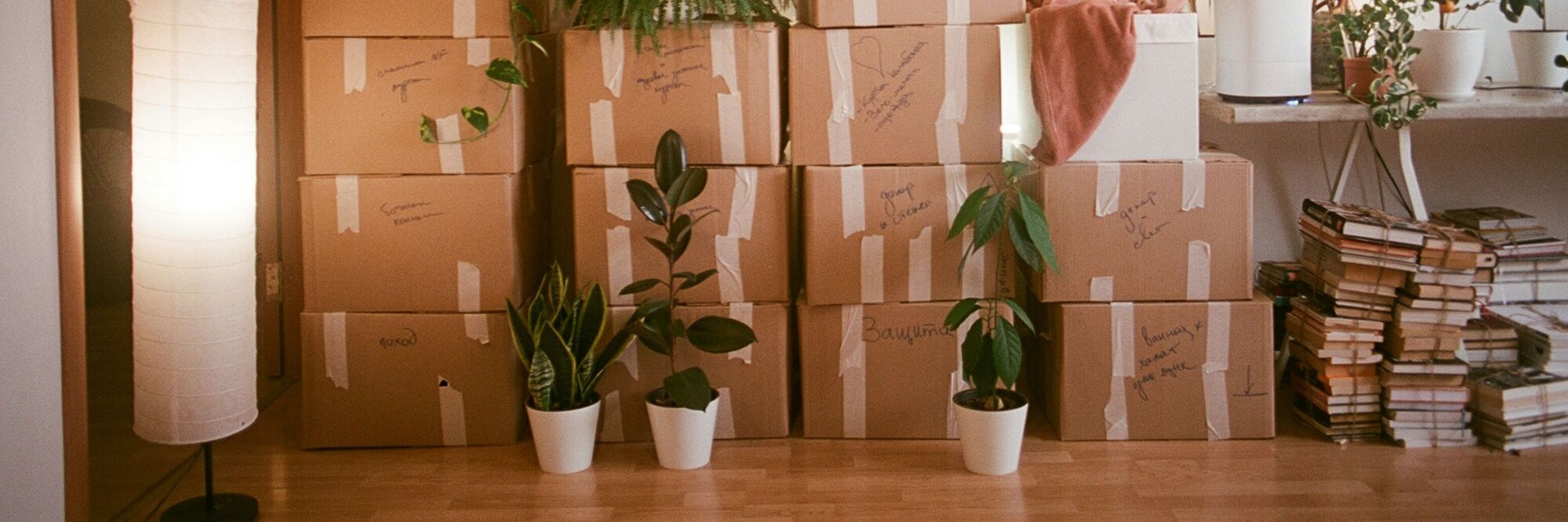 Umzugskartons gepackte Kartons und Pflanzen für den Umzug bereitsgestellt