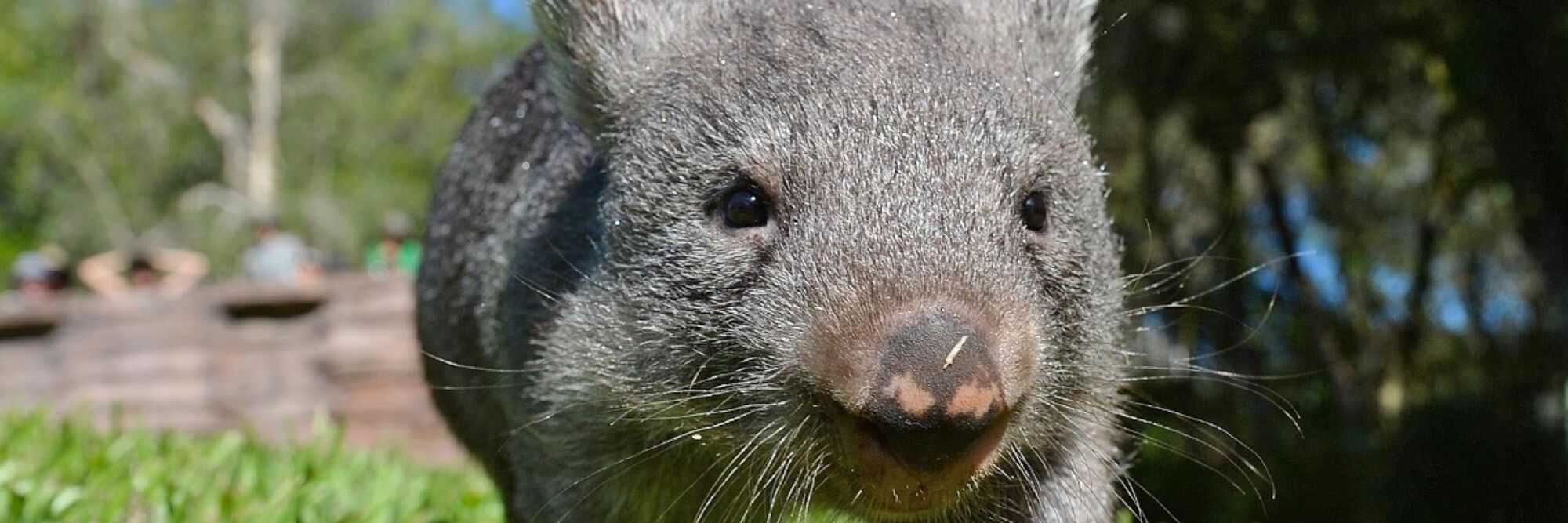 wombat-a1.jpg