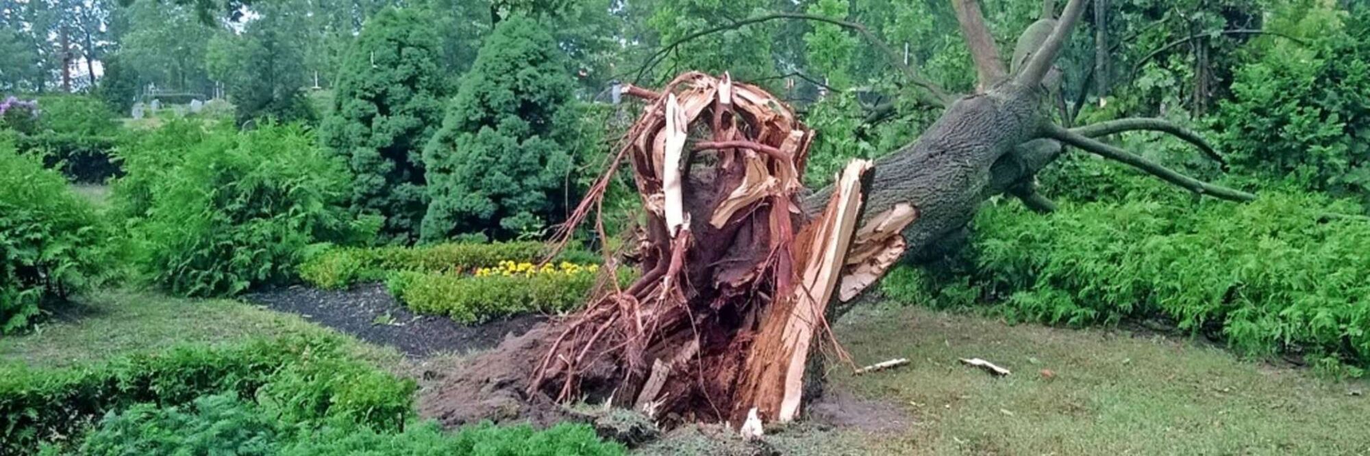 entwurzelter Baum Vom Wind entwurzelter Baum
