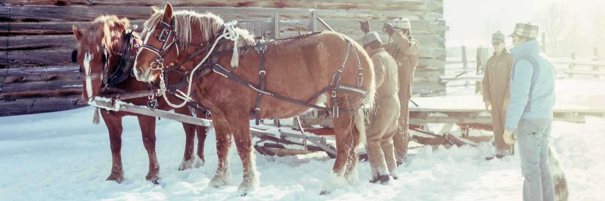 Zugpferd