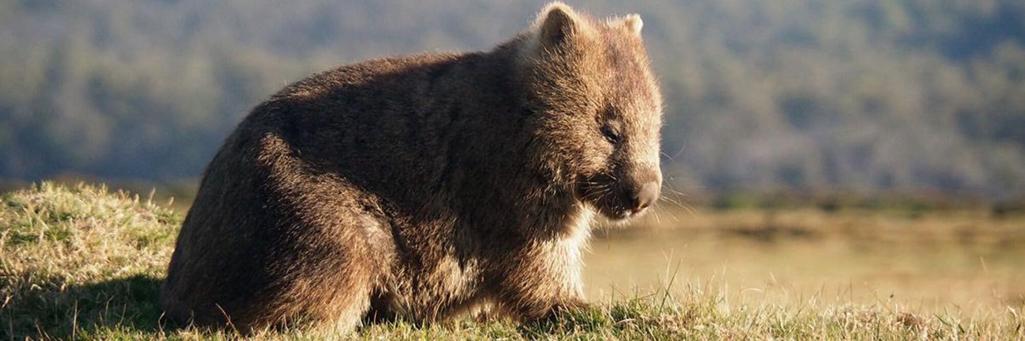 wombat-a2.jpg