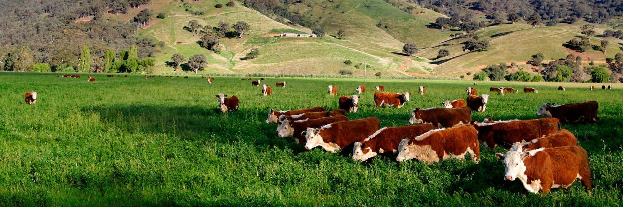 K&uuml;he auf der Weide